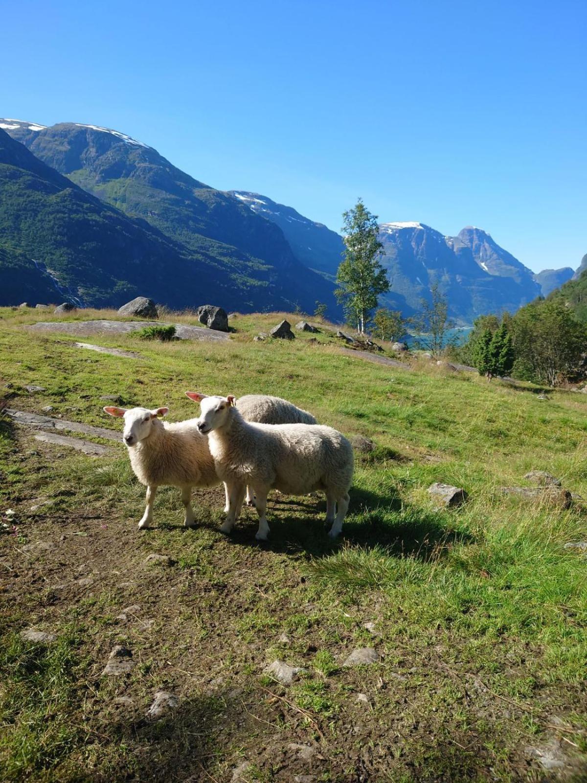 Villa Trollbu Aabrekk Gard Briksdalsbre Esterno foto